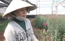 Hơn 900 ha hoa cúc bị nhiễm virus sọc thân ở Đà Lạt