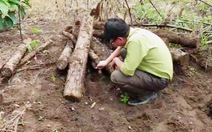 Phát hiện gần 400 lóng gỗ thông bị chôn dưới lòng đất