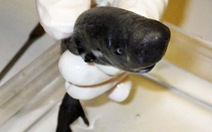 Kỳ lạ loài cá mập 'bỏ túi' có thể phát sáng