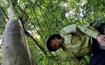 Bảo vệ rừng… bỏ rừng vì bị nợ lương