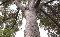 Độc đáo cây sầu riêng khoảng 100 tuổi