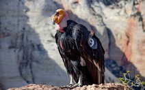 Loài chim lớn nhất Bắc Mỹ có lúc chỉ còn 22 con 'hồi sinh' kỳ diệu