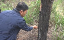 Lâm Đồng lập chuyên án điều tra các băng nhóm phá rừng