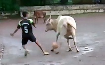Video 'Vui nhộn" với chú bò giữ bóng chắc hơn cả... Messi !