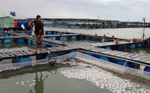 Hai ba năm qua sống khỏe, cá bè Long Sơn lại bất ngờ chết hàng loạt