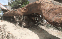 Video: Sau trận lụt lịch sử, vô số gỗ 'khủng' trôi về các bản làng