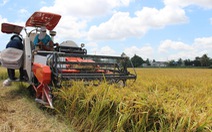 Xuất khẩu gạo vào EU có thể tăng gấp 4 lần