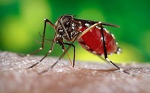 Bệnh mùa mưa nguy hiểm nhất do muỗi vằn gây ra