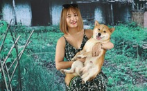 'Cậu Vàng' của 'Lão Hạc' phải là chó ta, Shiba Inu là chó Nhật Bản!