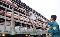 CPI tăng nhẹ 0,28%, vẫn lo dịch tả làm tăng giá thịt lợn