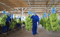 HAGL hướng tới mục tiêu xuất khẩu 1 tỉ USD trái cây