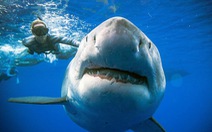 Đại dương ra sao nếu cá mập tuyệt chủng?