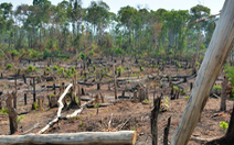 Phát hiện mất hơn 1.200 ha rừng ở Gia Lai