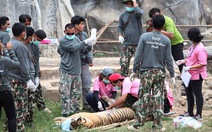 86 con hổ được cứu khỏi một ngôi chùa ở Thái Lan đã chết