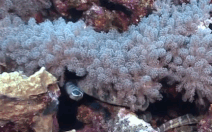Video: Khám phá loài rắn biển dưới lỗ thông hơi của núi lửa