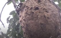 Video: Ong vò vẽ tấn công khiến nhiều người đi đường nhập viện
