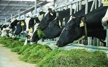 Trung Quốc sẽ nhập khẩu thêm sữa từ Việt Nam