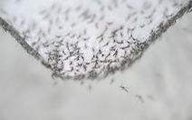 Sáng kiến đổi muỗi lấy gạo ngăn chặn bệnh dịch sốt xuất huyết tại Philippines