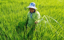 Hạn hán nghiêm trọng sẽ đẩy giá nông sản tăng cao tại Thái Lan