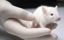 Khoa học dùng chuột bạch trong thí nghiệm từ khi nào?