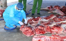 Bắt quả tang cơ sở thu mua heo chết về xẻ thịt bán ra thị trường