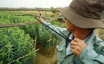 Chính quyền tỉnh Thừa Thiên Huế ra chỉ thị bảo vệ chim trời