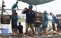 Sau nhiều tháng 'lao dốc', giá cá tra bắt đầu  ‘nhích’ lên gần 23.000 đồng/kg