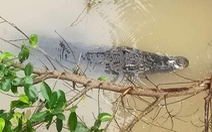 Bắt được cá sấu sổng chuồng nặng khoảng 70kg tại Đồng Tháp