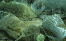 'Hơn 14 triệu tấn nhựa nhỏ xíu đang nằm dưới đáy đại dương'