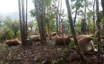 7 con bò bị sét đánh chết cùng lúc, sạt lở tiếp tục chia cắt nhiều xã tại Quảng Nam
