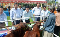 Nguyên chủ tịch nước Trương Tấn Sang trao tặng 200 con bò giống cho hộ nghèo