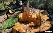 Rừng bạch tùng cổ thụ bị đốn hạ, phát hiện gỗ cùng loại ở nhà tổ trưởng bảo vệ rừng