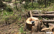 Hàng trăm cây thông thân to bị triệt hạ la liệt