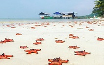 Tour Phú Quốc từ TP.HCM dưới 3 triệu đồng câu cá, lặn ngắm san hô
