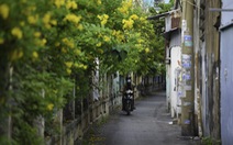 Tiết trời se lạnh, đường phố Sài Gòn rộ sắc hoa