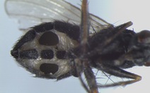 Đan Mạch phát hiện loài nấm ăn thịt biến ruồi thành 'xác sống'