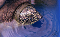Xét nghiệm gen xác nhận rùa ở hồ Đồng Mô thuộc loài rùa Hoàn Kiếm