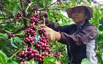 Giá cà phê thấp, nông dân không 'ngóc đầu lên được'
