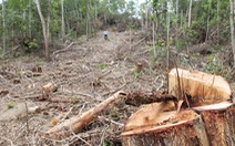 Bắt giám đốc công ty lâm nghiệp thiếu trách nhiệm để mất rừng tràn lan