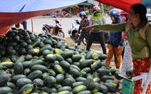 Hàng trăm tấn dưa hấu của nông dân ùn ứ vì dịch corona, thương lái trả giá 1.000 đồng/kg