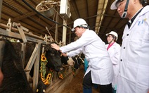 Nhập 4.500 con bò sữa cao sản HF từ Mỹ