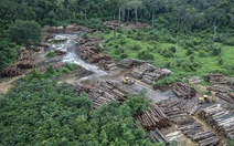 Rừng nhiệt đới không còn khả năng hấp thụ CO2 trong 15 năm tới?