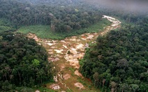 Tương lai màu xám của 'lá phổi xanh' Amazon