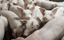 Trung Quốc tiếp tục hỗ trợ các doanh nghiệp tư nhân sản xuất thịt lợn