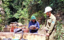 Bắt 13 người vụ phá rừng quy mô lớn tại Kon Tum
