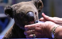 Australia áp dụng công nghệ mới hỗ trợ loài koala sau cháy rừng