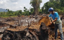 Rừng giáp ranh Gia Lai - Đắk Lắk đang bị tàn sát
