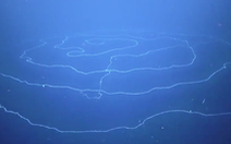 Phát hiện loài vật dài nhất đại dương, gần 50m