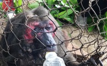 Khỉ mặt đỏ bị thương xuống nhà dân tìm thức ăn