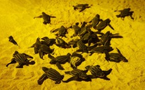 Phát hiện nhiều tổ rùa da quý hiếm trên bãi biển vắng vì COVID-19